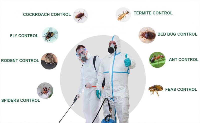 Pest Control Services in Dubai